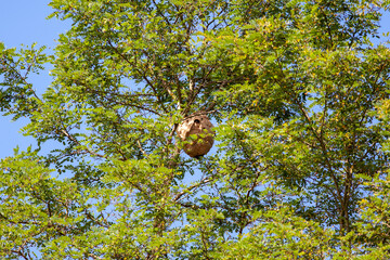 nids secondaire frelon asiatique