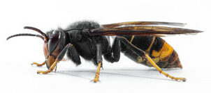 Frelon asiatique