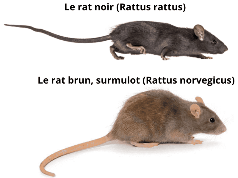 Comparaison rats